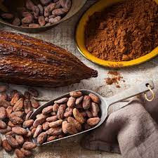 Cocoa Bean & cocoa Powder